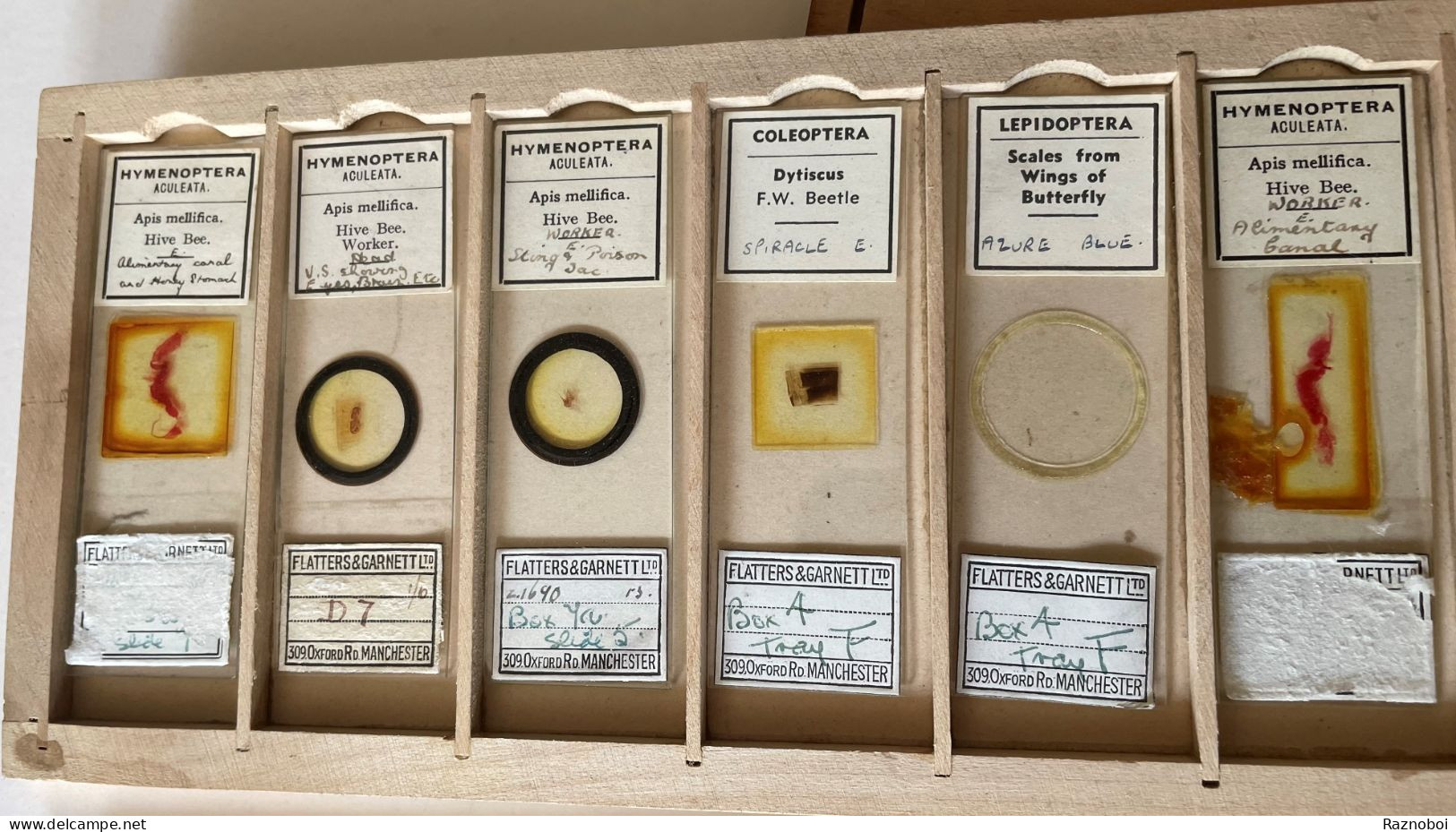 Antique Microscope Slide Collection