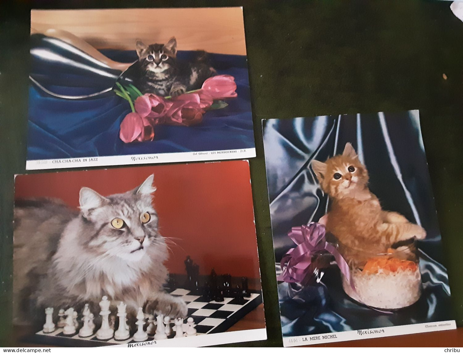 2 PHOTO CARTE MEXISONOR SUR LES CHATS - Fotos