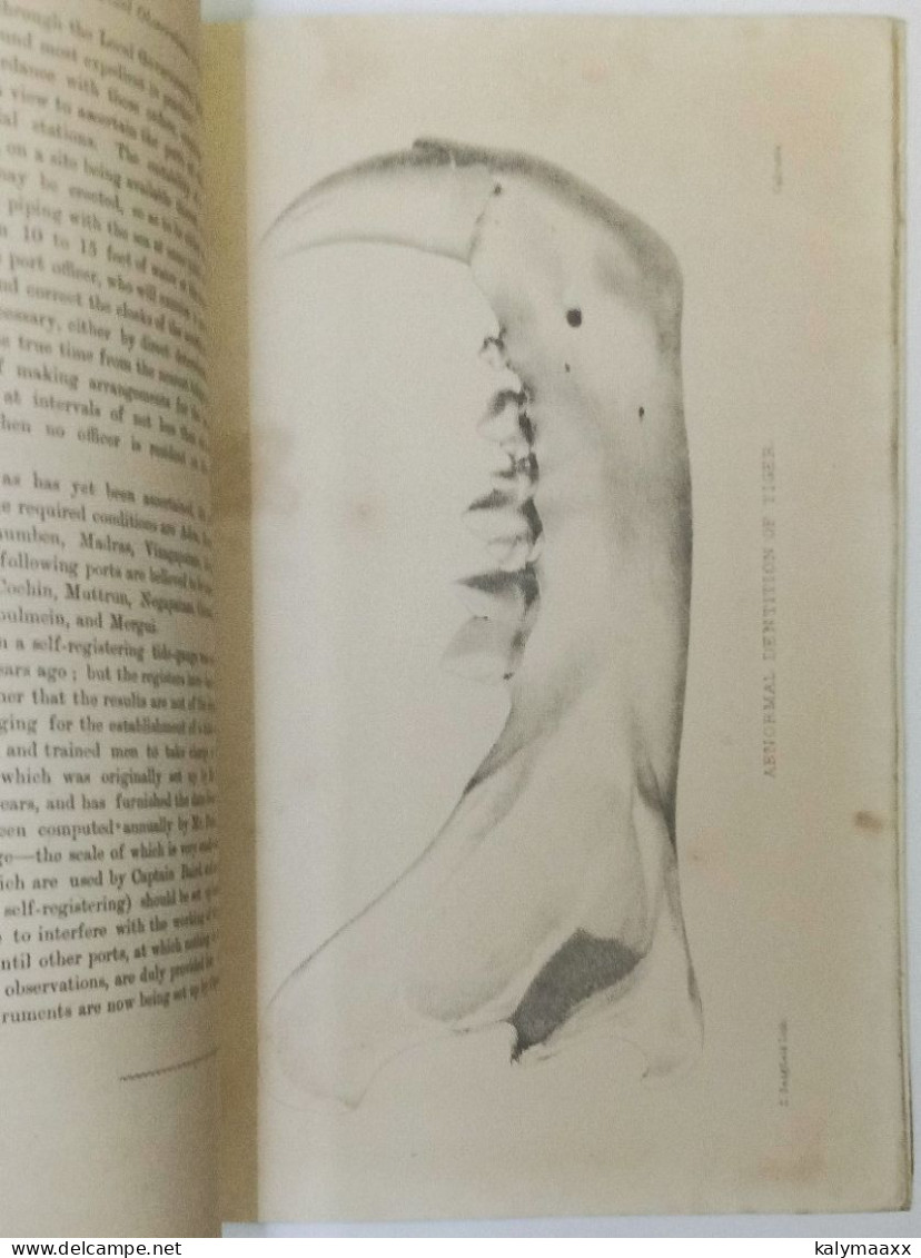 ASIATIC SOCIETY OF BENGAL 1878 JOURNAL PART II No.I, 3 DIFFERENT LITHOGRAPHY PLATES OF TIGER TEETH & BIRDS, COMPLETE - Sciences