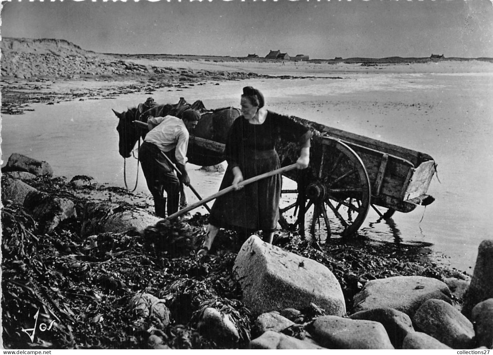 29-PENMARC'H-SAINT-GUENOLE- RECOLTE DE GOËMON PRES DE LA TORCHE DANS L'ANSE DE PORZ-CARN - Penmarch