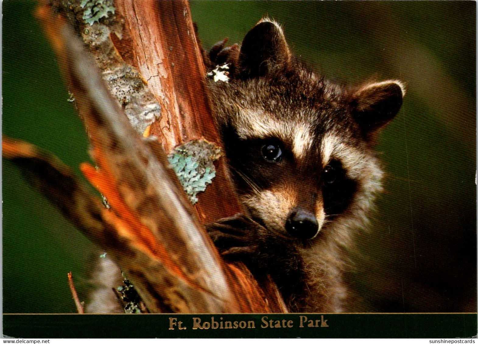 Nebraska Fort Robinson State Park Raccoon - Andere & Zonder Classificatie