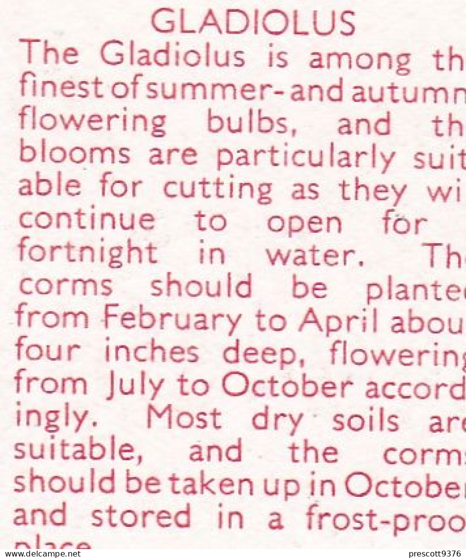 Gladiolus  - Garden Flowers 1938 - Gallaher Cigarette Card - Original - - Gallaher