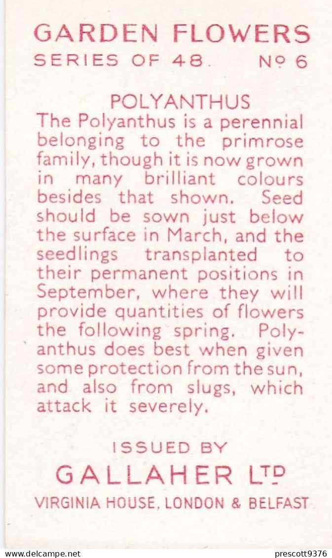 6 Polyanthus  - Garden Flowers 1938 - Gallaher Cigarette Card - Original - - Gallaher