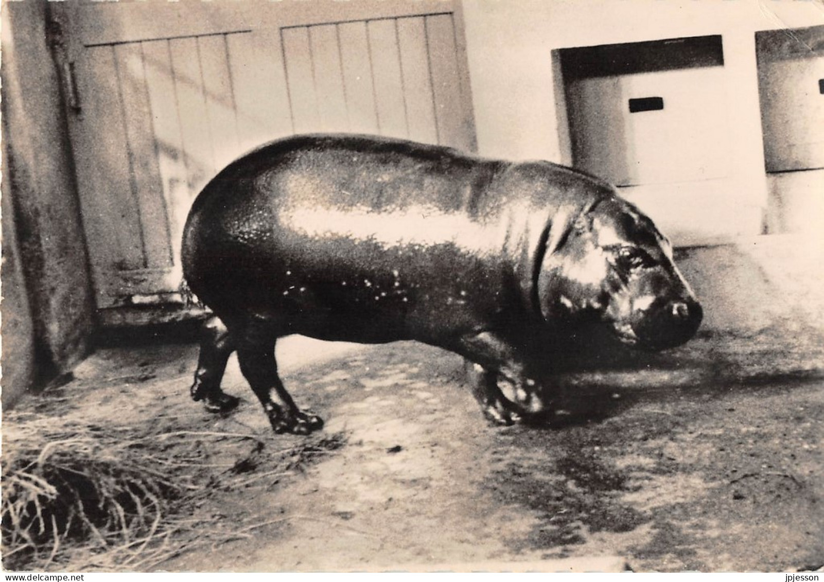 ANIMAUX - HIPPOPOTAME NAIN DU LIBERIA - PUBLICITE LABORATOIRES MONTREUIL - Flusspferde