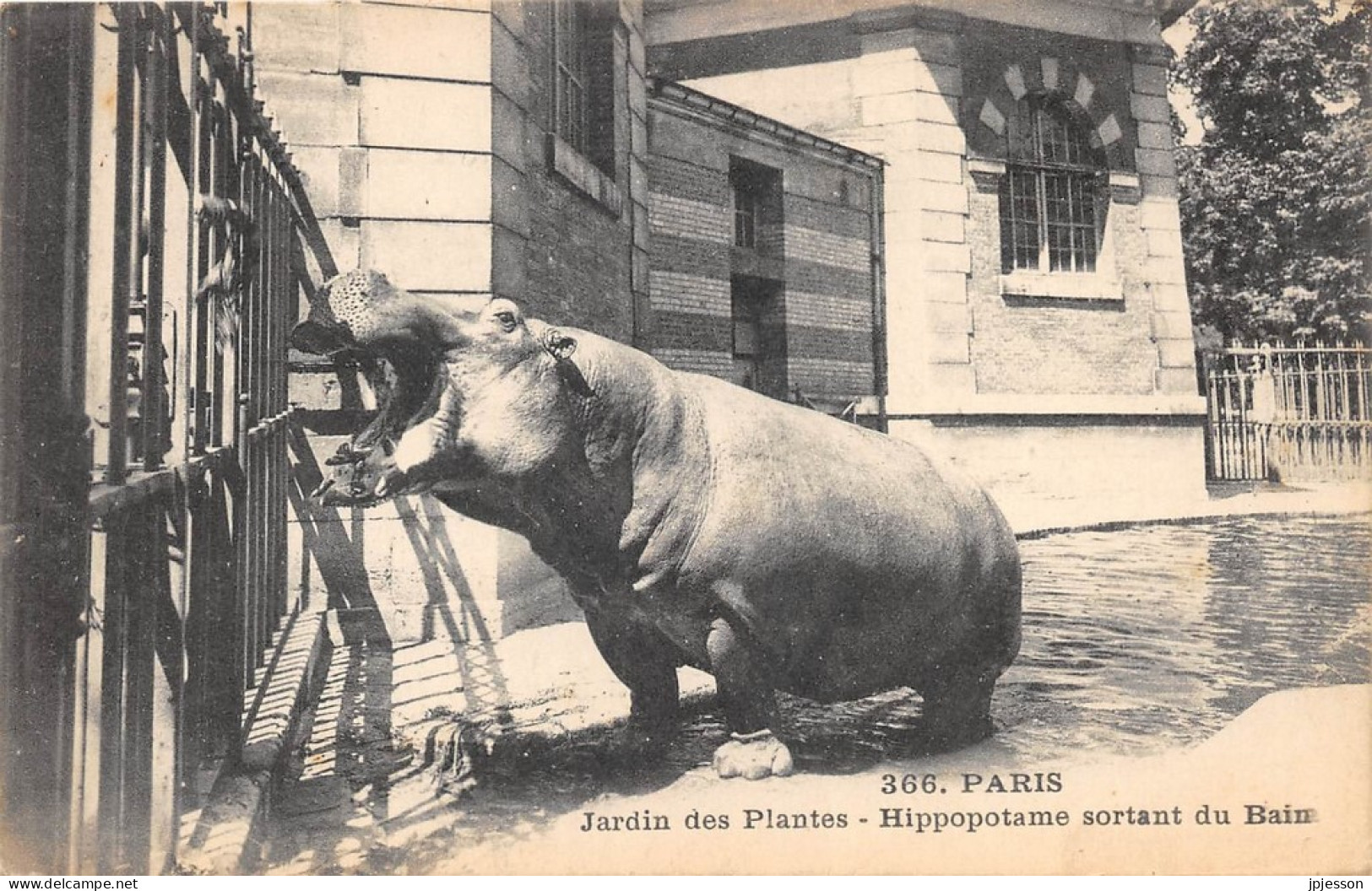 ANIMAUX - HIPPOPOTAME - PARIS, JARDIN DES PLANTES - HIPPOPOTAME SORTANT DU BAIN - Flusspferde