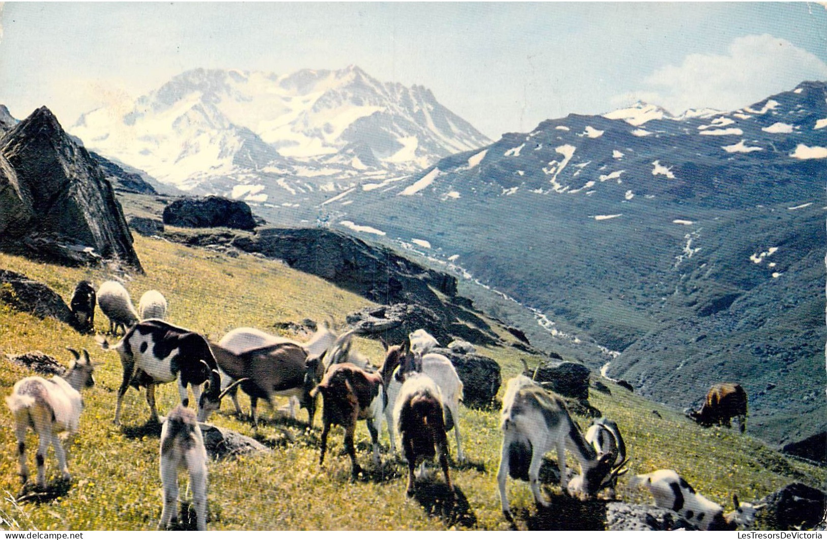 FRANCE - Régions - Les Belles Alpes Françaises - Alpages Aux Lindarets - Carte Postale Ancienne - Altri & Non Classificati