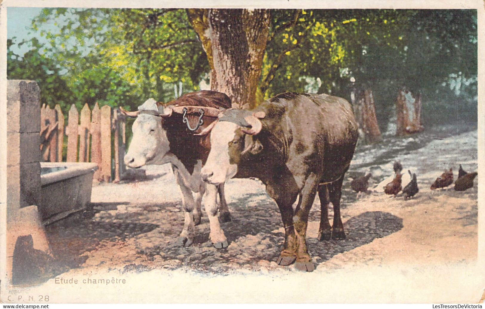 ANIMAUX - Attelage De Boeufs Et Poules En Arrière Plan - Carte Postale Ancienne - Kühe