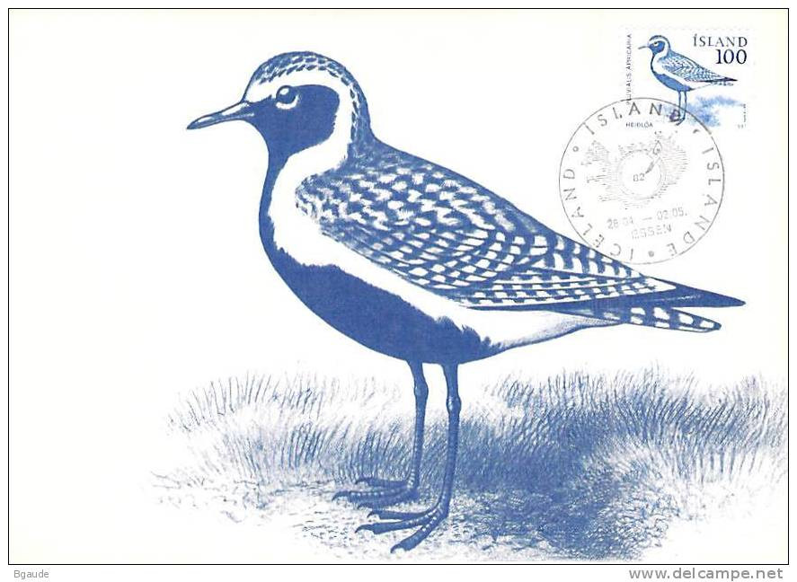 ISLANDE CARTE MAXIMUM NUM YVERT  521 FAUNE OISEAUX PROTECTION DE LA NATURE - Maximumkarten