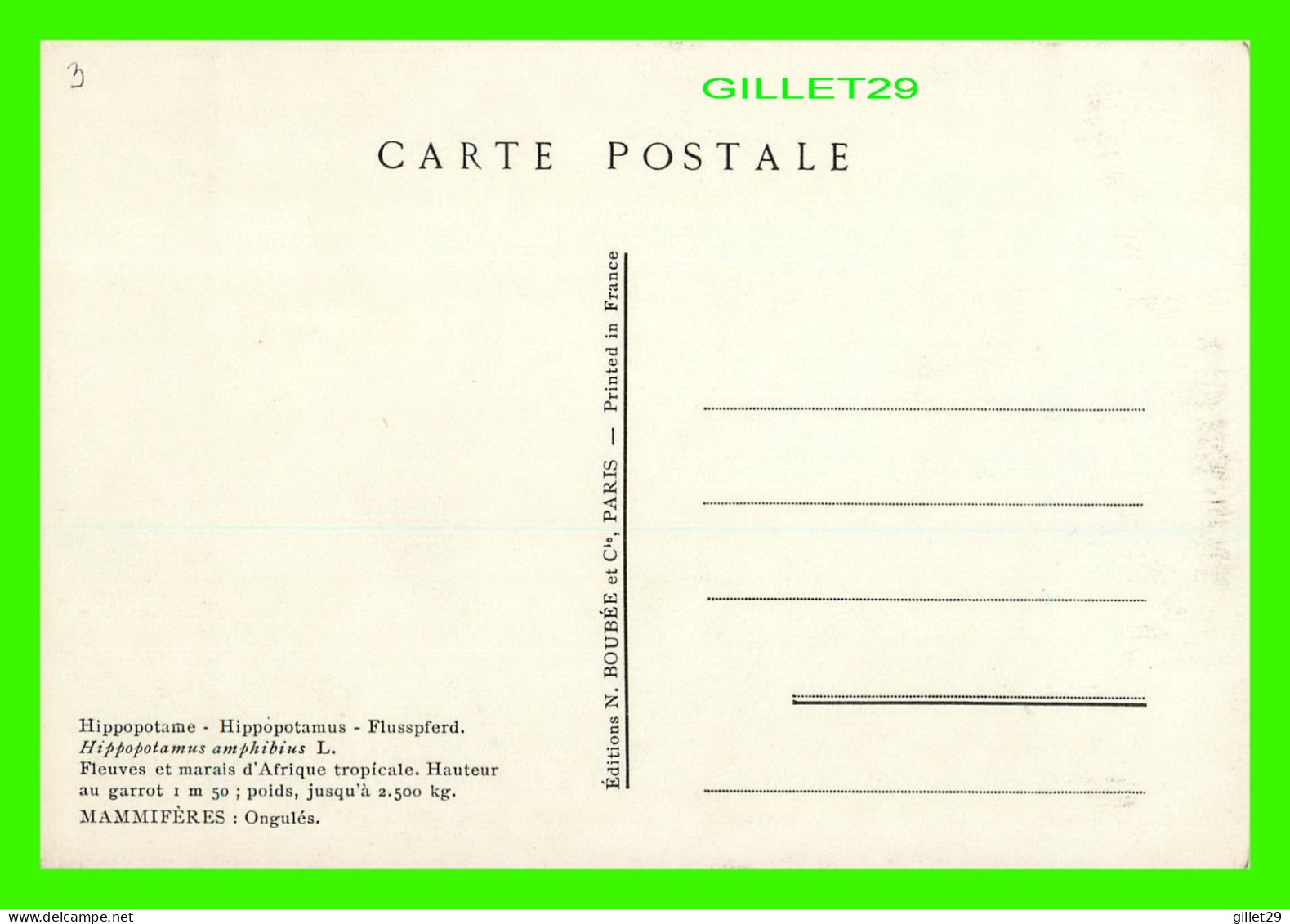HIPPOPOTAMUS, FLUSSPFERD, HIPPOPOTAME - HIPPOPOTAMUS AMPHIBIUS - MAMMIFÈRES, ONGULÉS - P BARRUEL - N. BOUBÉE ET CIE - - Flusspferde