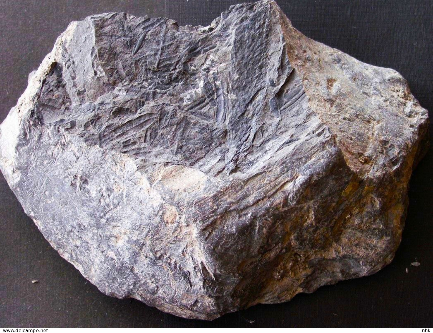 Fossiles  Lépidostrobus Plante Du Carbonifère Carboniferous Plant - Fossilien