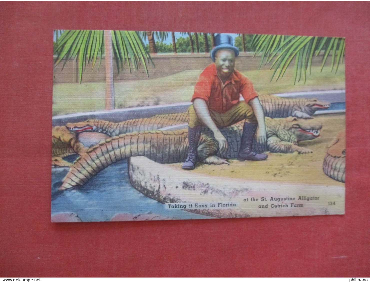 Black Americana     Taking It Easy Alligator & Ostrich Farm St Augustine Fl. A   Ref 6039 - Black Americana