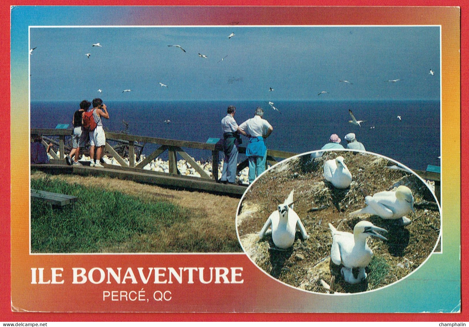 Percé - Observation Des Fous De Bassan Sur L'île Bonaventure - Observation Of The Gannets On Bonaventure Island - Oiseau - Percé