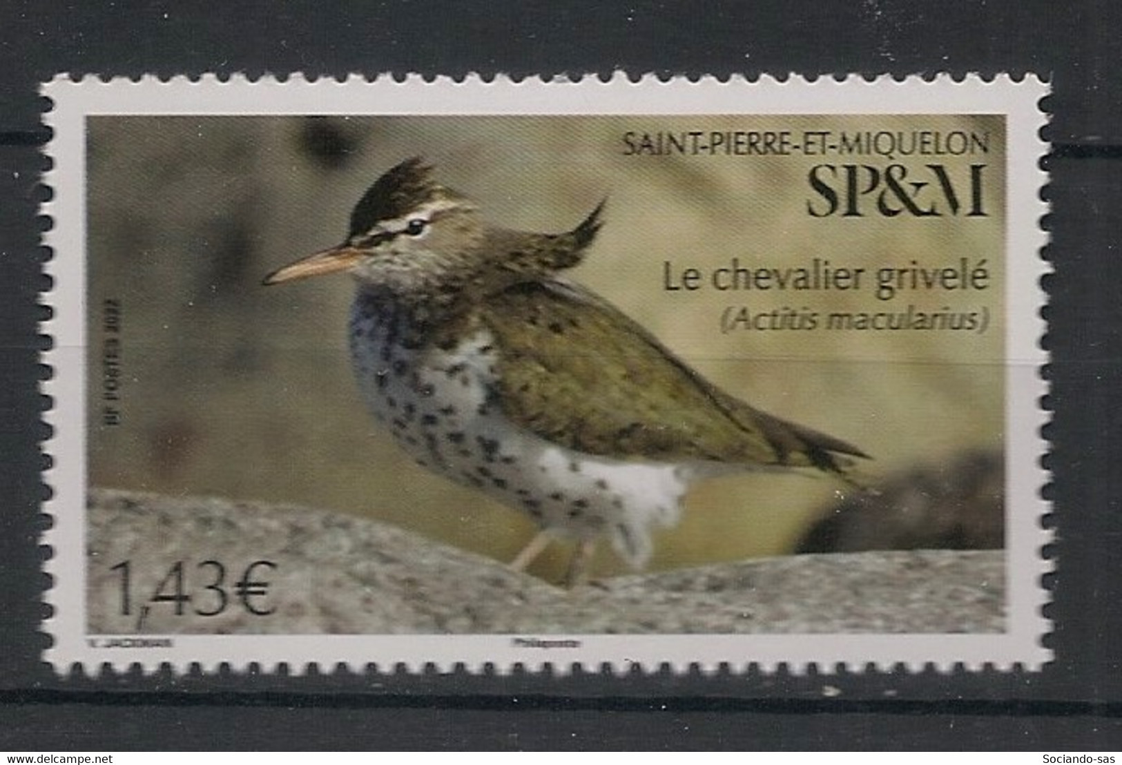 SPM - 2022 - N°Yv. 1277 - Oiseau / Chevalier - Neuf Luxe ** / MNH / Postfrisch - Unused Stamps