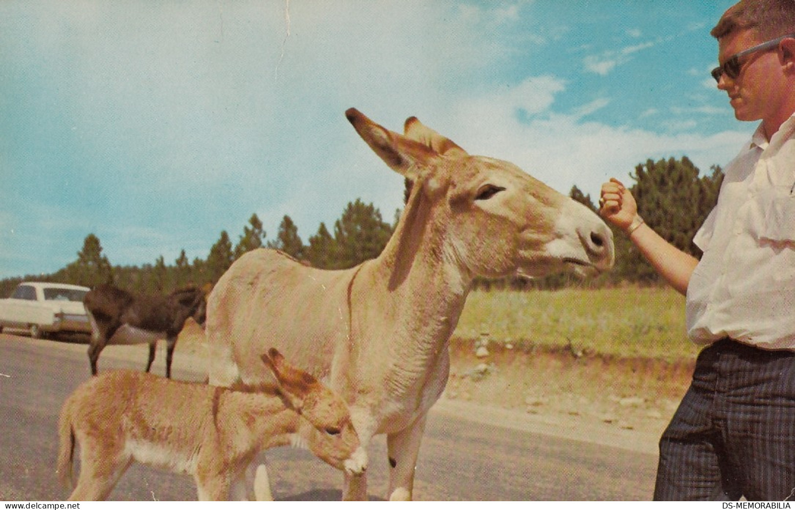 Donkey Feeding In Custer State Park South Dakota - Other & Unclassified