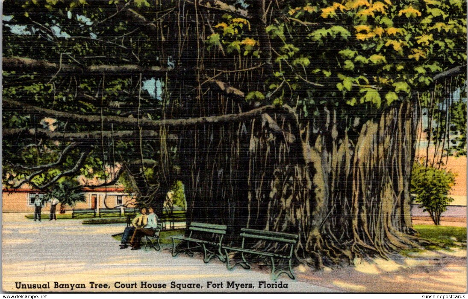 Florida Fort Myers Court House Square Unusual Banyan Tree  - Fort Myers