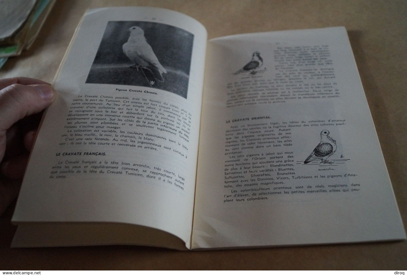 Colombophile,Pigeon,RARE ancien ouvrage avec lot de plumes,102 pages,21 Cm. / 13,5 Cm