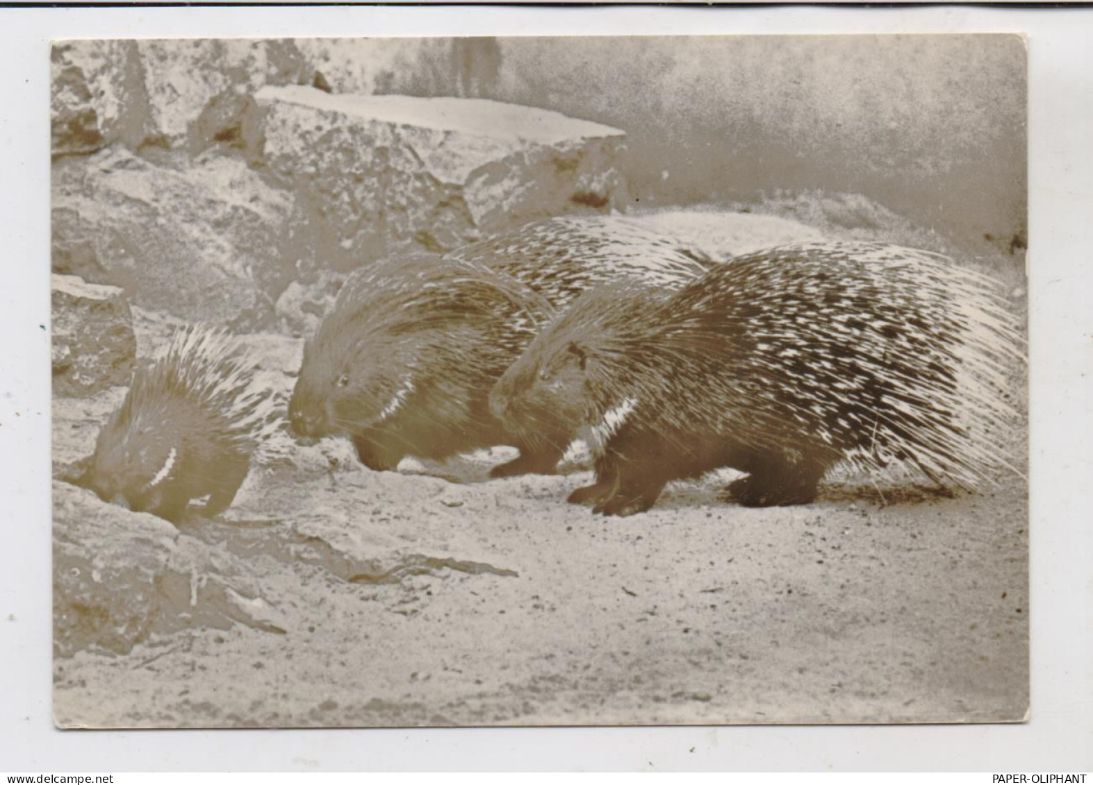 1000 BERLIN - FRIEDRICHSFELD, Tierpark Berlin (Zoo), Weissschwanztachelschweine - Hohenschoenhausen