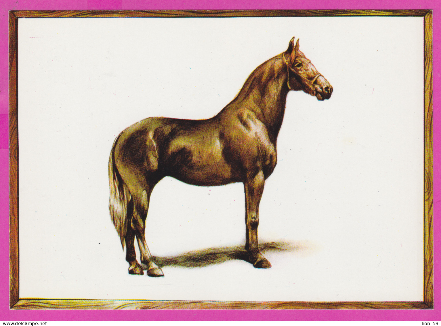 291811 / Bulgaria Illustrator Art Nikolay Todorov - Horse Cheval Hauspferd  Thoroughbred Pur-sang Englisches Vollblut PC - Collections & Lots