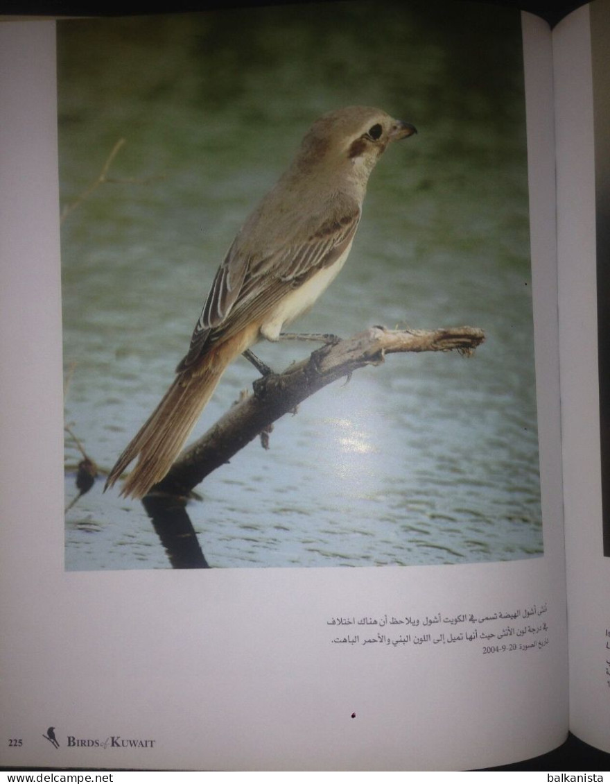 KUWAIT Birds Of Kuwait A Portrait Abdullah F. Alfadhel Ornithology - Otros & Sin Clasificación