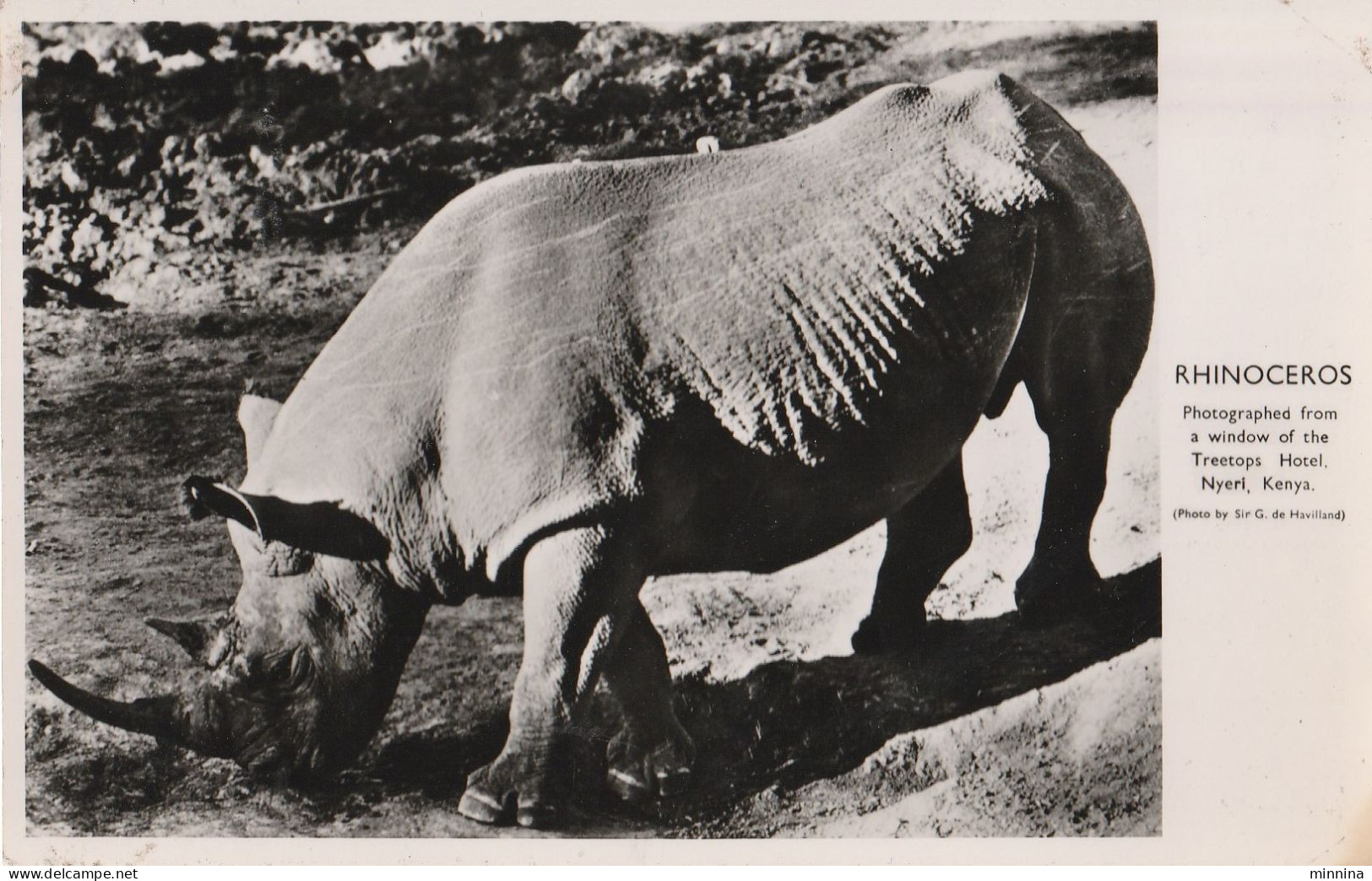 Rinoceronte - Rhinoceros - Rhinozeros
