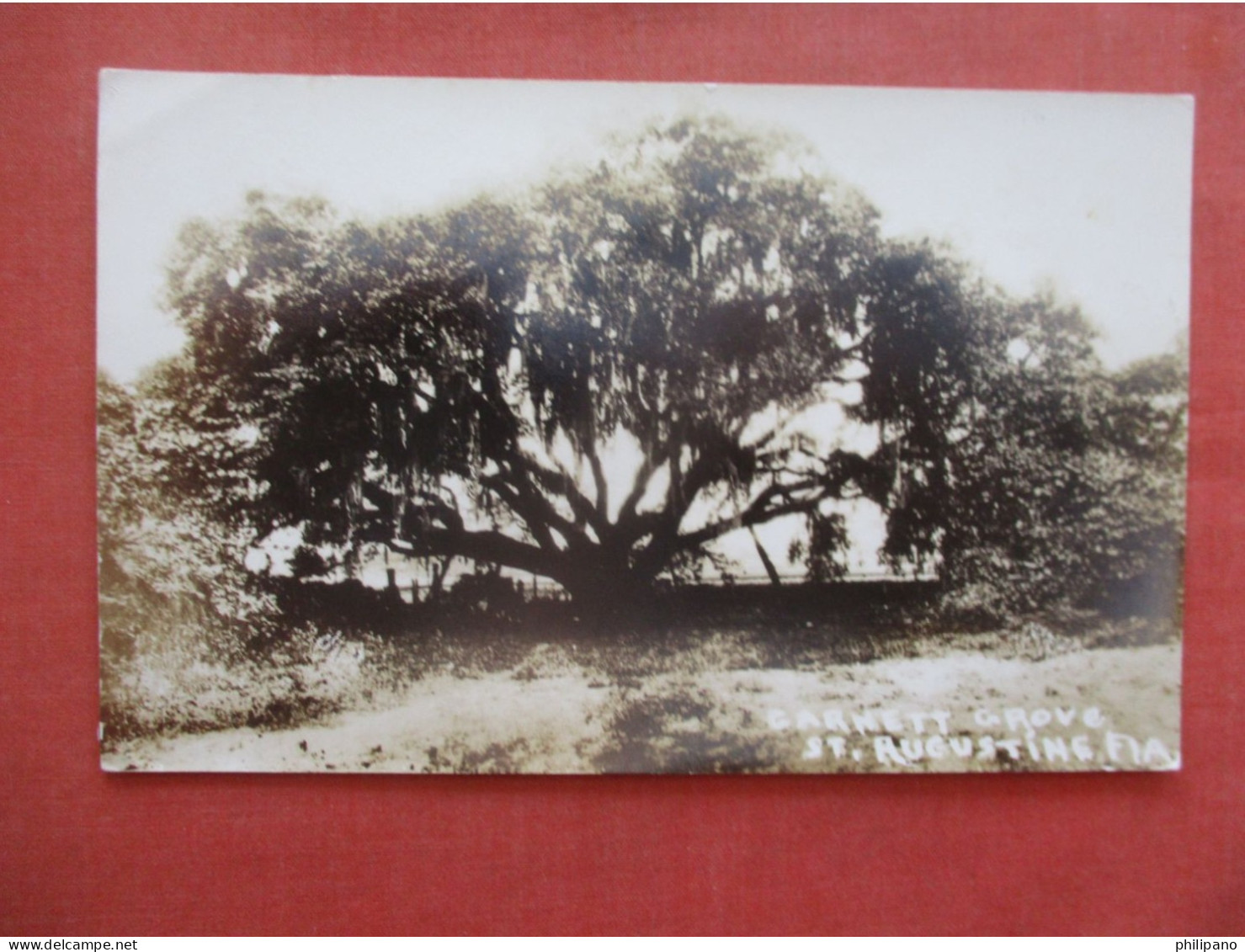 RPPC Barnett Grove.  St Augustine - Florida > St Augustine     Ref 6061 - St Augustine