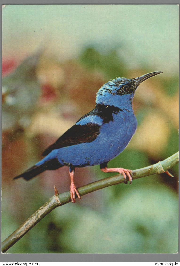 CPM 01 - Villars Les Dombes - Parc Ornithologique - Guit Guit Saï - Villars-les-Dombes