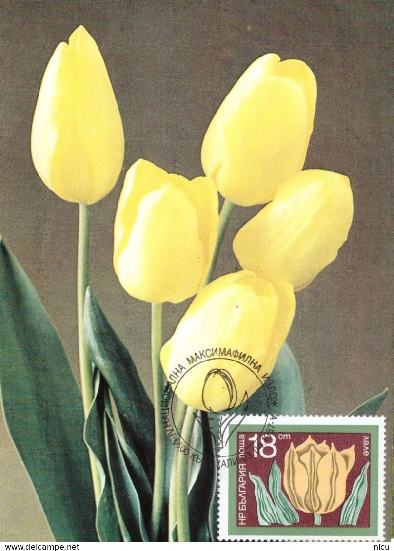 1987 - FLOWER - TULIP (TULIPA GESNERIANA) - Brieven En Documenten