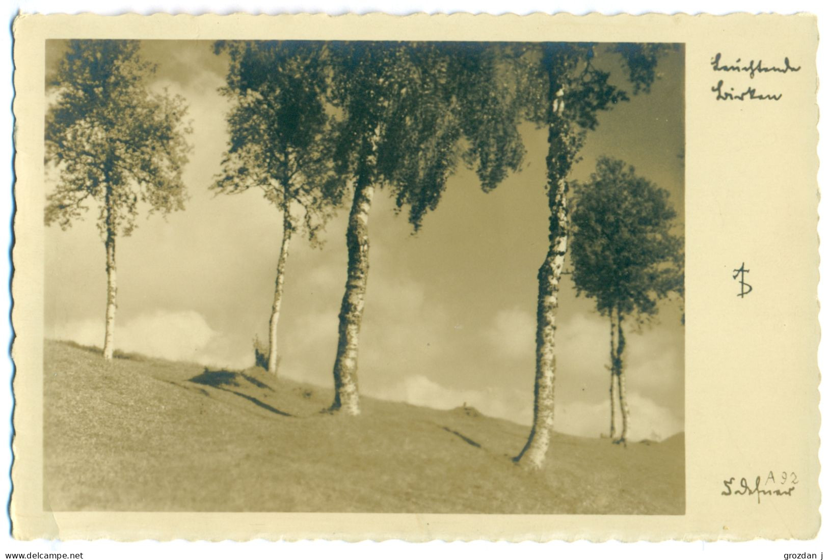 Trees (Igls Bei Innsbruck?), Österreich / Austria / Autriche - Igls