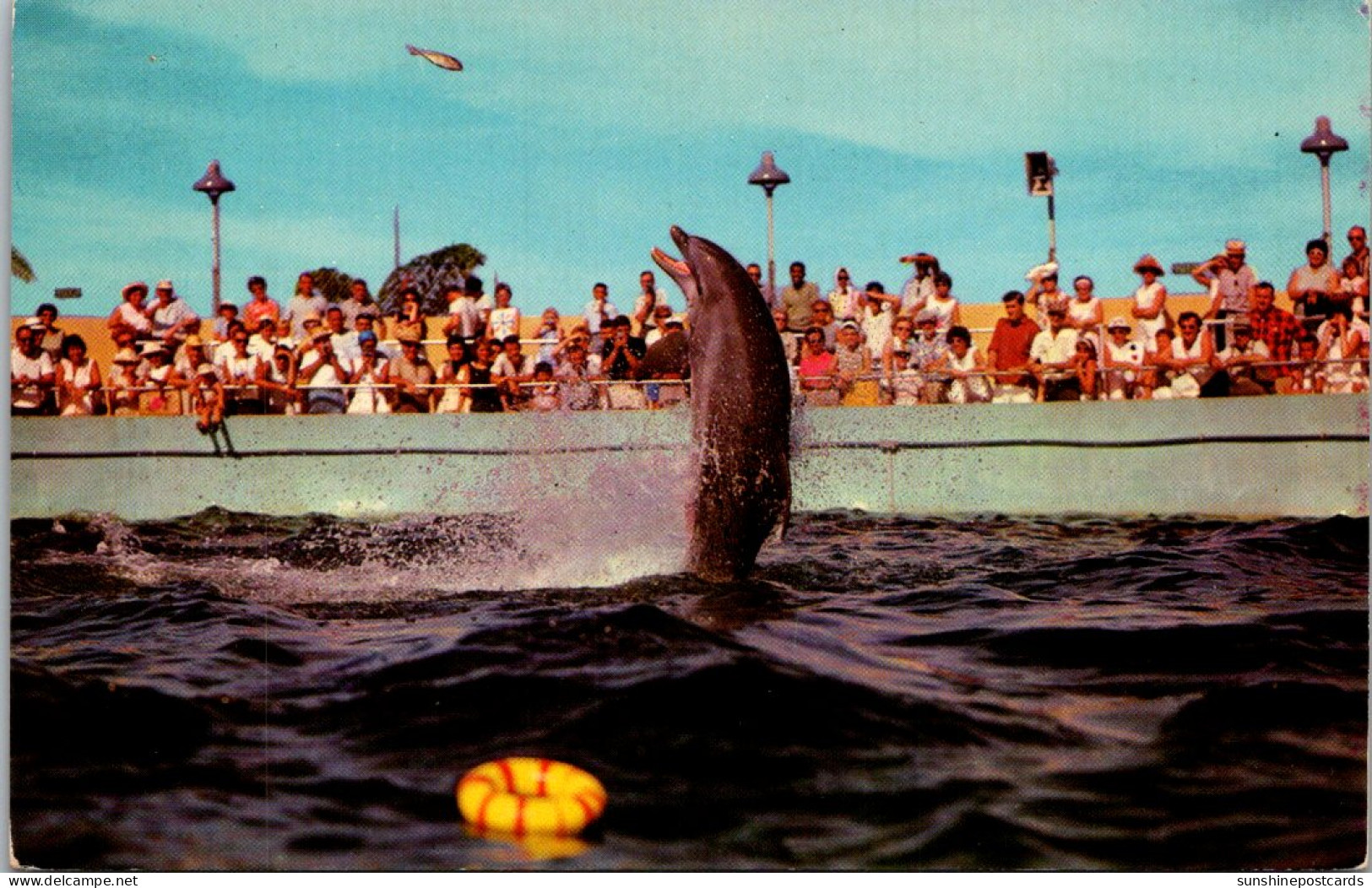 Florida Miami Seaquarium Cha-Cha The World's Only Tail Dancing Porpoise - Miami