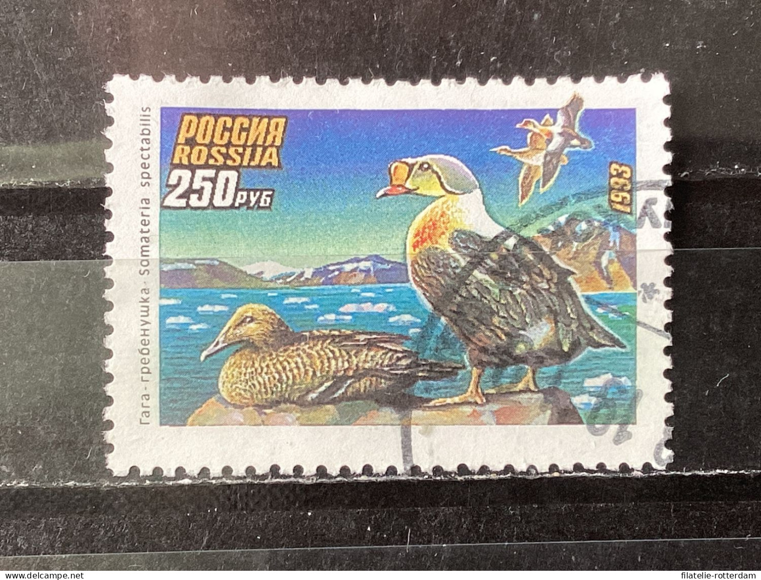 Russia / Rusland - Birds (250) 1993 - Oblitérés