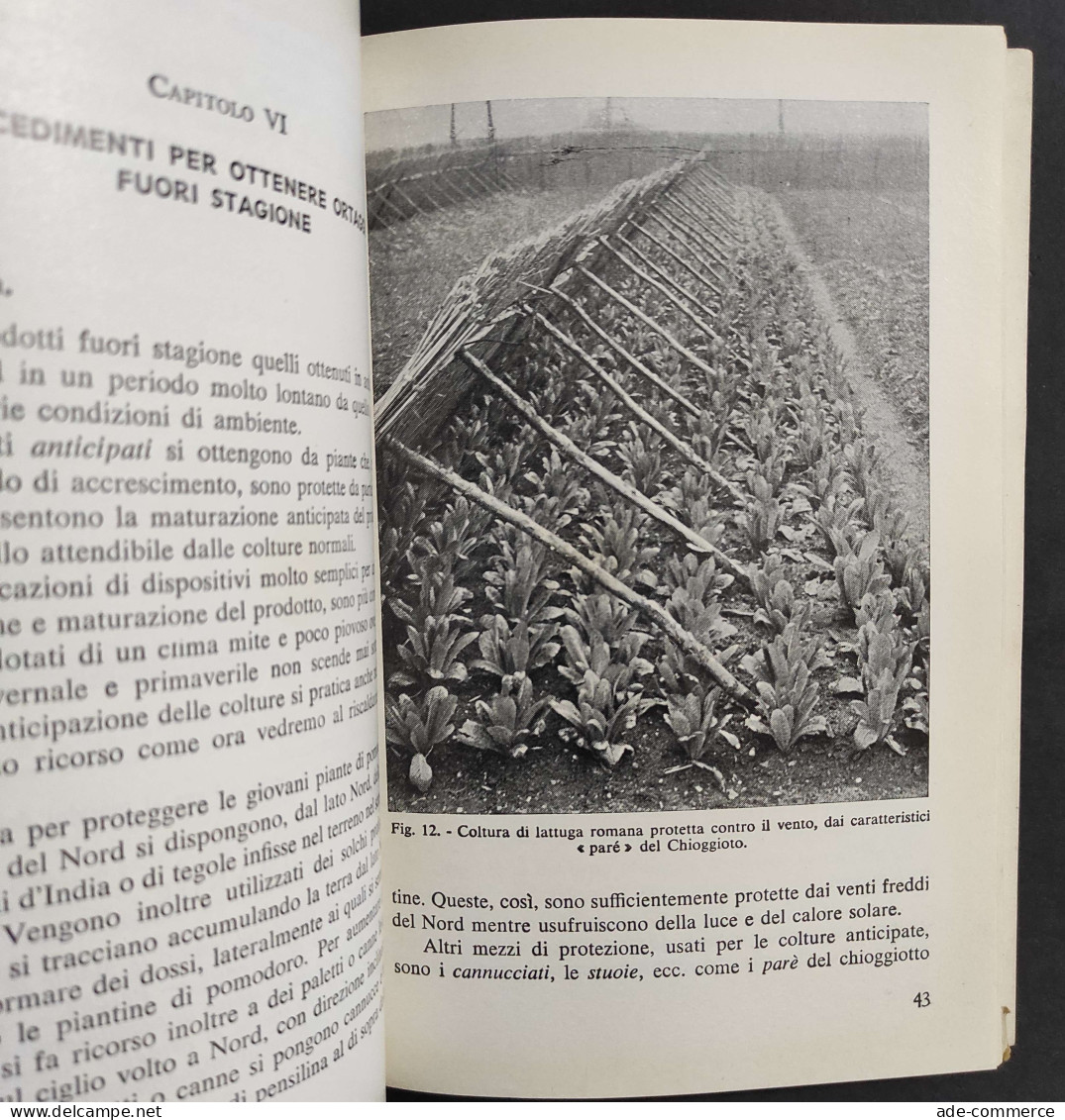 Orticoltura Pratica - A. Turchi - Ed. Agricole Bologna - 1962                                                            - Gardening