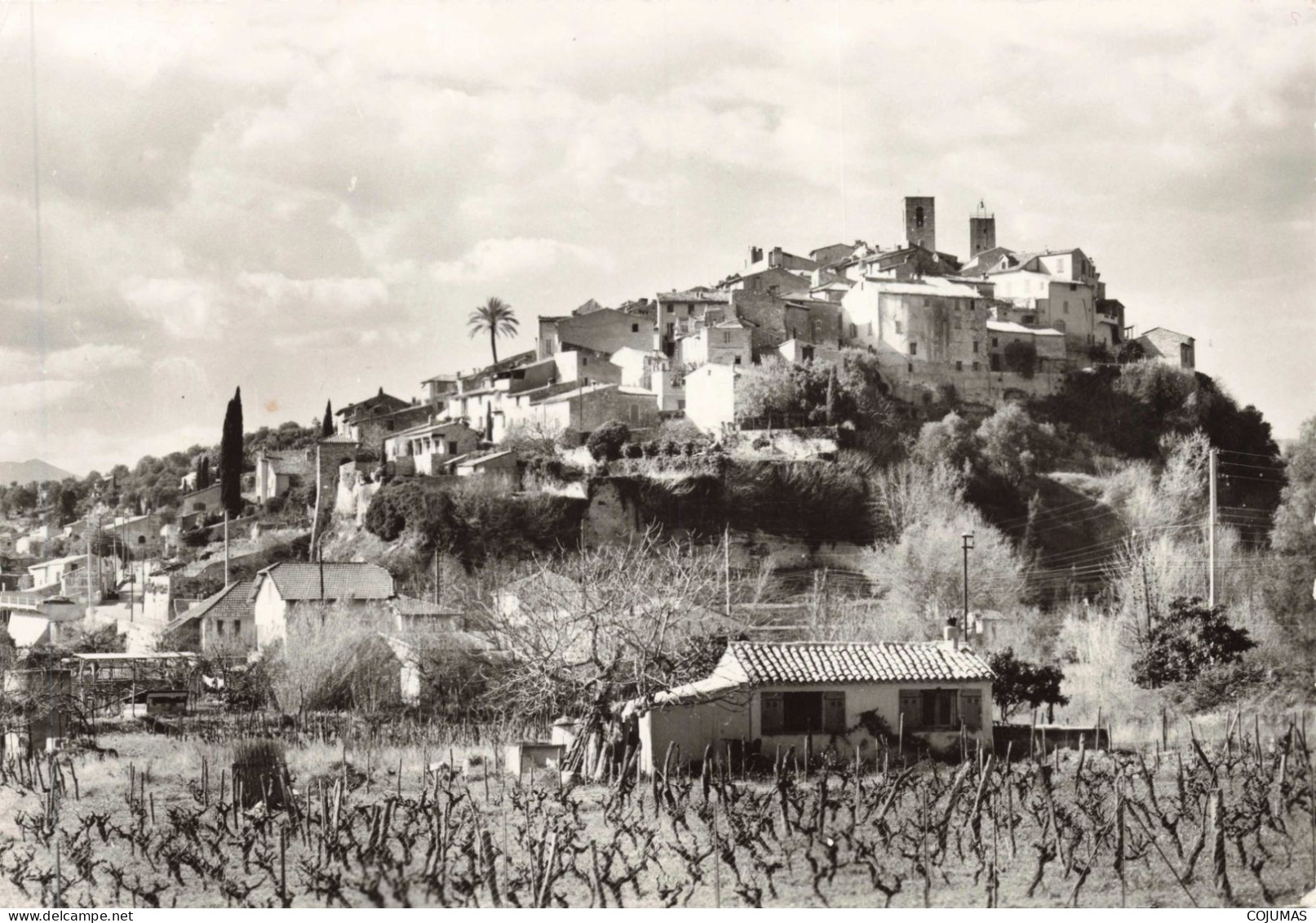 06 - BIOT - S18275 - Vieux Village Provençal - Vigne - CPSM 15x10cm - Biot