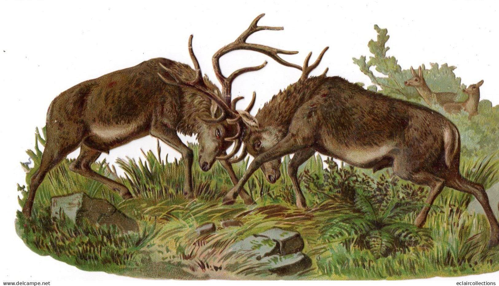 Chromos Découpis Gaufré;   Combat De Cerfs     27x15 Cms    (voir Scan ) - Animali