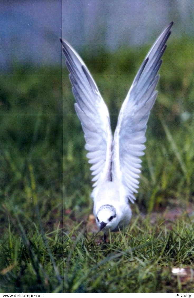 INDIA ODISHA 2021 MIGRATORY BIRDS OF CHILKA LAKE - WHISKERED TERN - PICTURE POST CARD (LIMITED ISSUE) As Per Scan - Flamants