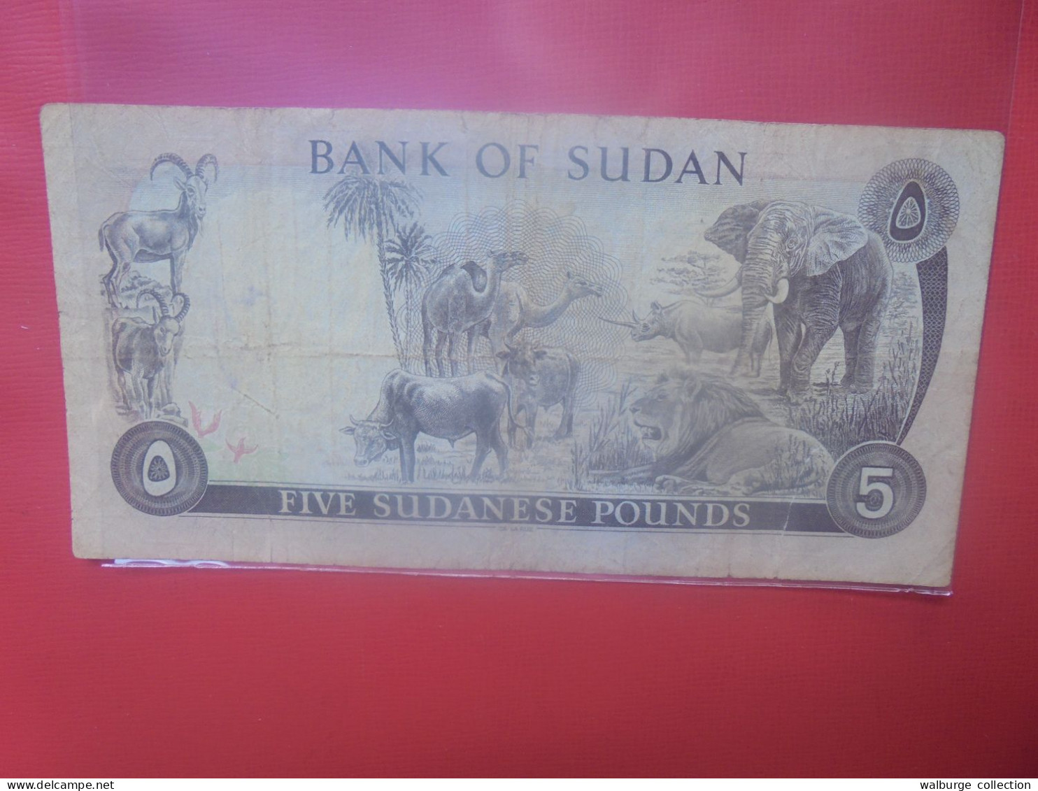 SOUDAN 5 POUNDS 1970-80 Circuler (B.29) - Sudan