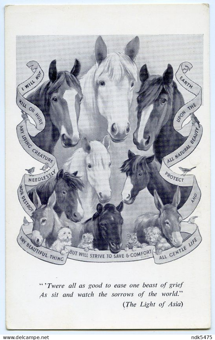 THE NATIONAL EQUINE DEFENCE LEAGUE, BLACKWELL, CARLISLE (BRISCO) / HORSES, DONKEYS - Carlisle