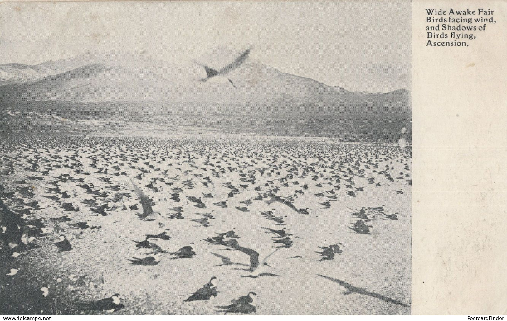 Ascension Island Birds Flying Wide Awake Fair Saint Helena Old Postcard - Saint Helena Island