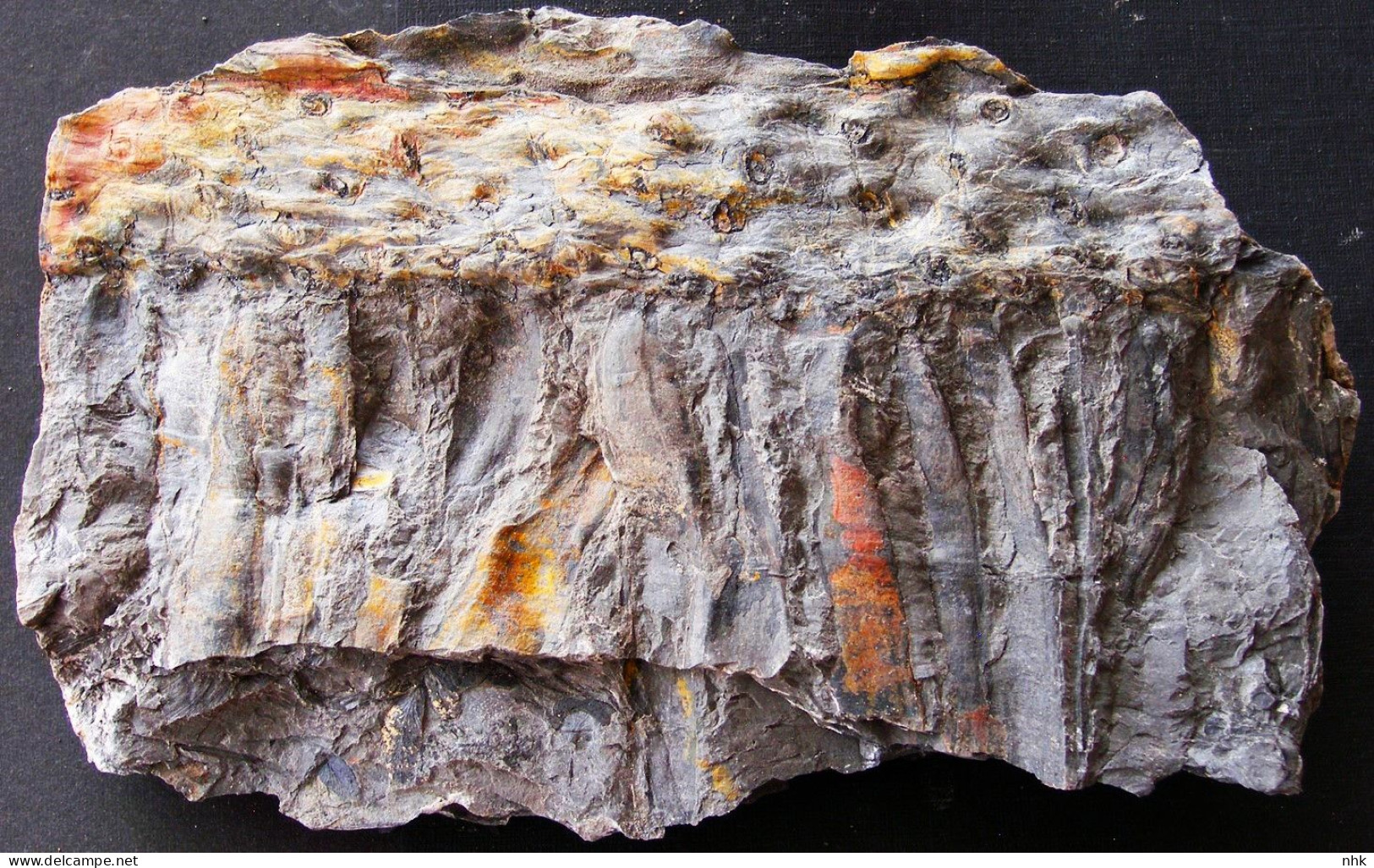 9701 29+ Fossiles  Stigmaria Ficoides Avec Ses Radicelles Plante Du Carbonifère Carboniferous Plant - Fossilien