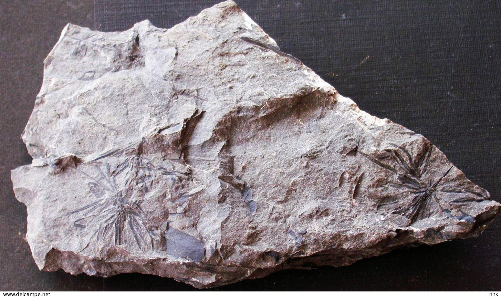 9697 25+ Fossiles  Annularia Pseudostellata Plante Du Carbonifère Carboniferous Plant - Fossiles