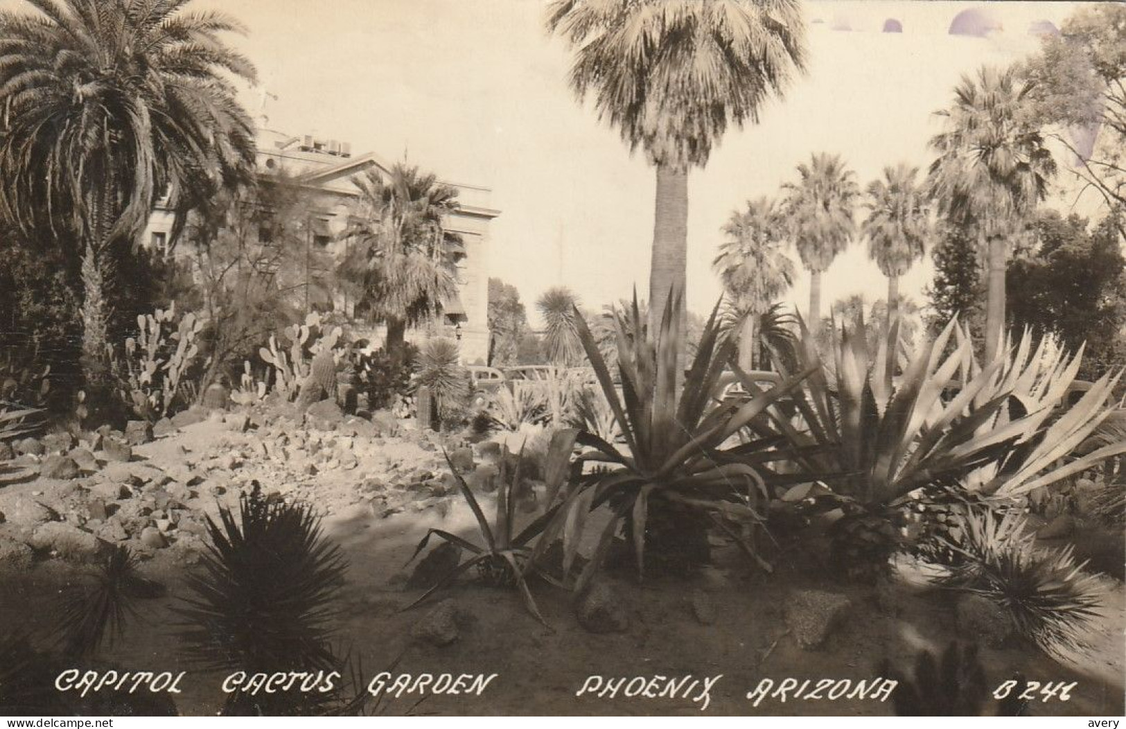 Capitol Cactus Garden, Phoenix, Arizona  Real Photo Post Card 4 Glue Marks On Back - Phoenix