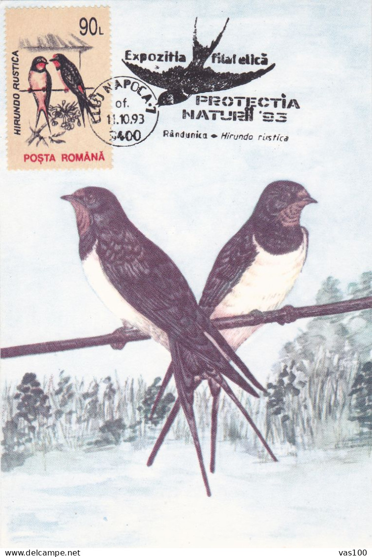 BIRD SWALLOWS, 1993 MAXIMUM CARD,CARTE MAXIMUM,CM ROMANIA - Golondrinas