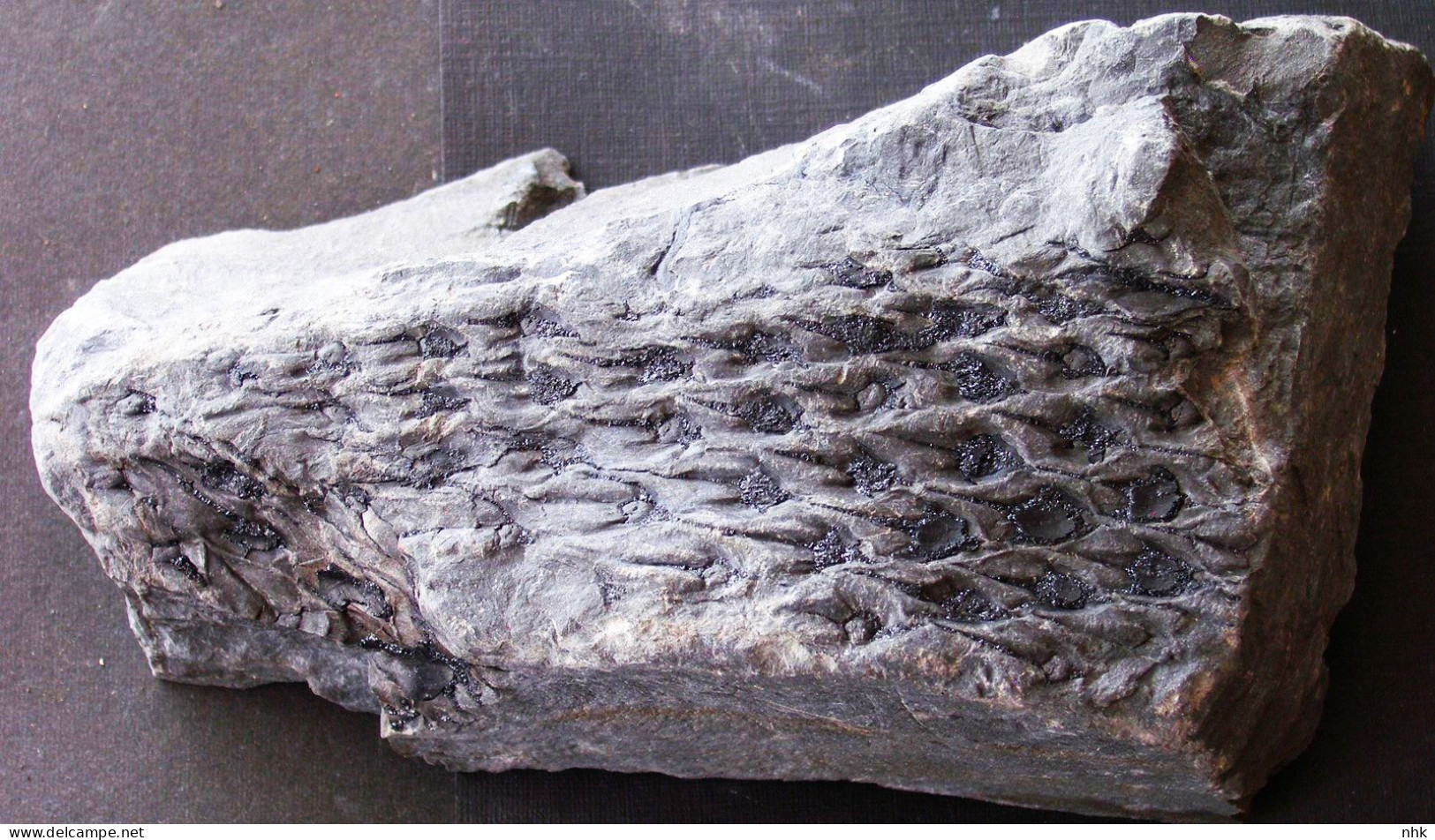 9631 15- Fossiles Lepidodendron Aculeatum Plante Du Carbonifère Carboniferous Plant - Fossiles