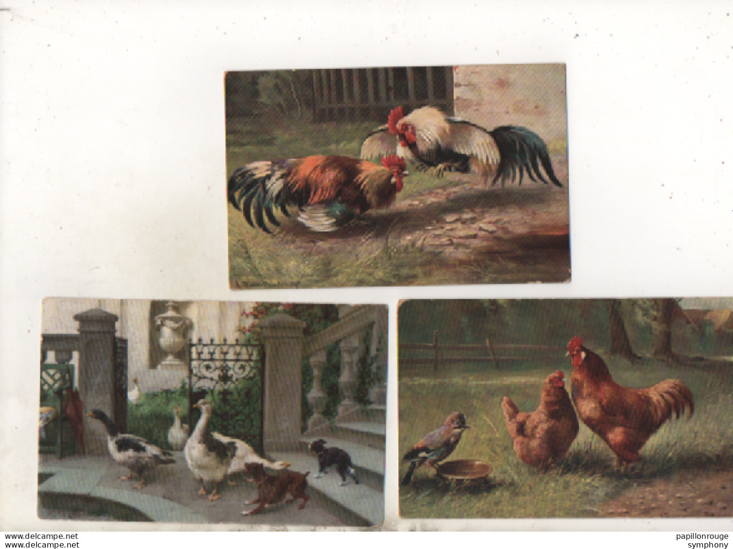 3 CPA - Volailles - Poules - Coq - Canards - Chiens -  Scan Du Verso - - Sammlungen & Sammellose