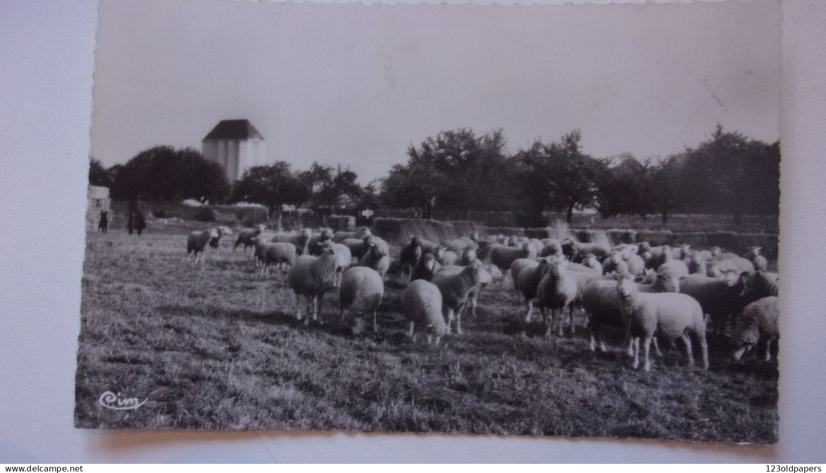 ️ 95   HEROUVILLE  ELEVAGE DE MOUTONS - Sonstige & Ohne Zuordnung