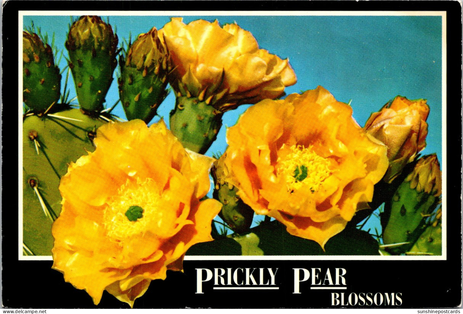 Cactus Prickly Pear Blossoms  - Cactusses