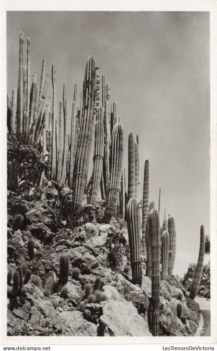 BELGIQUE - TURNHOUT - Jardin Exotique - CEREUS Et PILOCEREUS Divers - Cactus - Carte Postale Ancienne - Turnhout