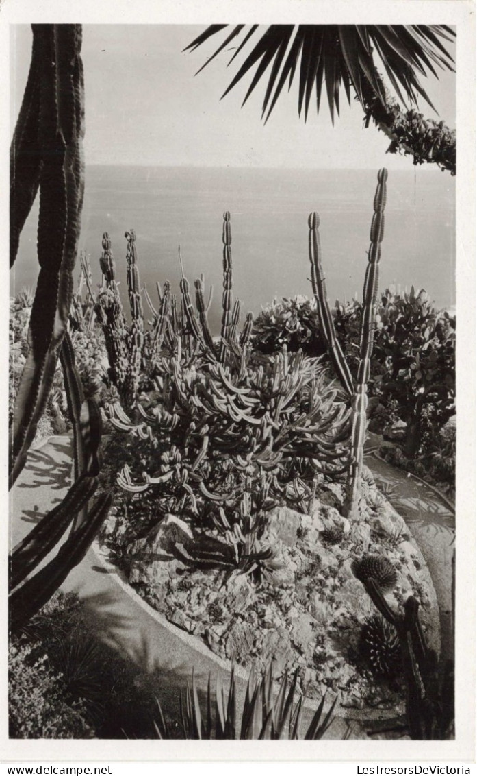 BELGIQUE - TURNHOUT - Jardin Exotique - Groupe De CEREUS GEOMETRISANS ; AGAVES, CEREUS, OPUNTIA - Carte Postale Ancienne - Turnhout