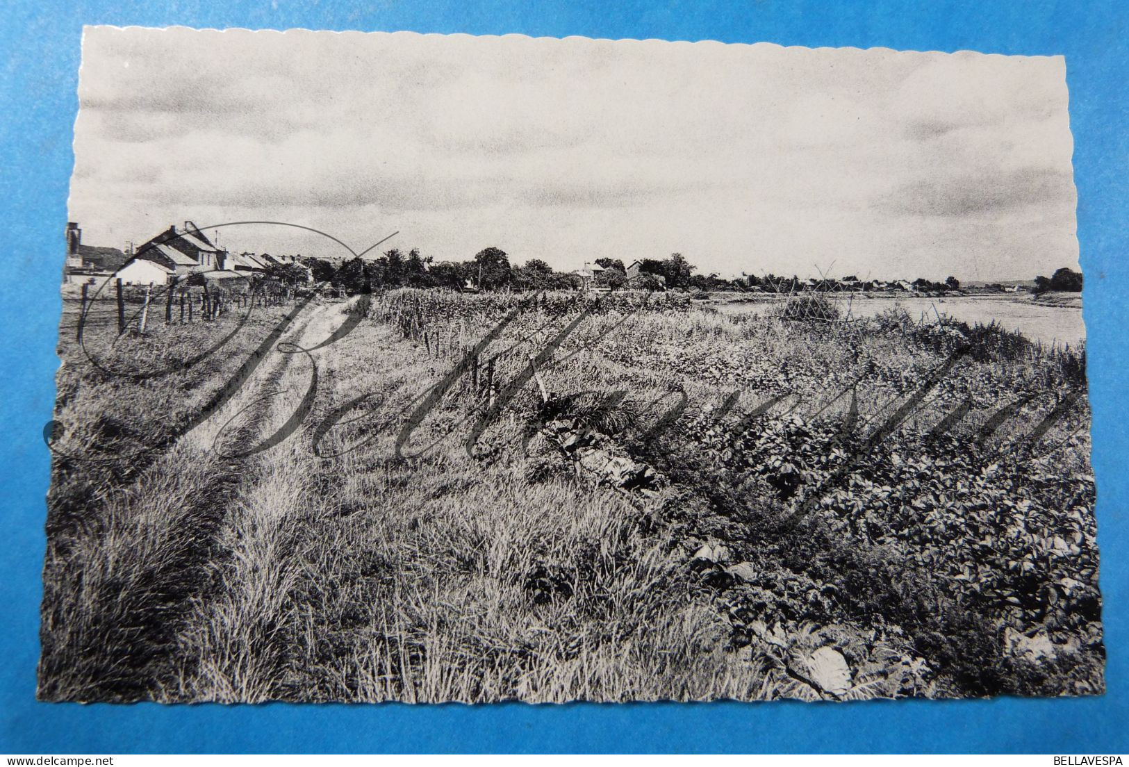 Lixhe  3 X Cpa -Halage Meuse Vers Nivelles & Ferme - Visé