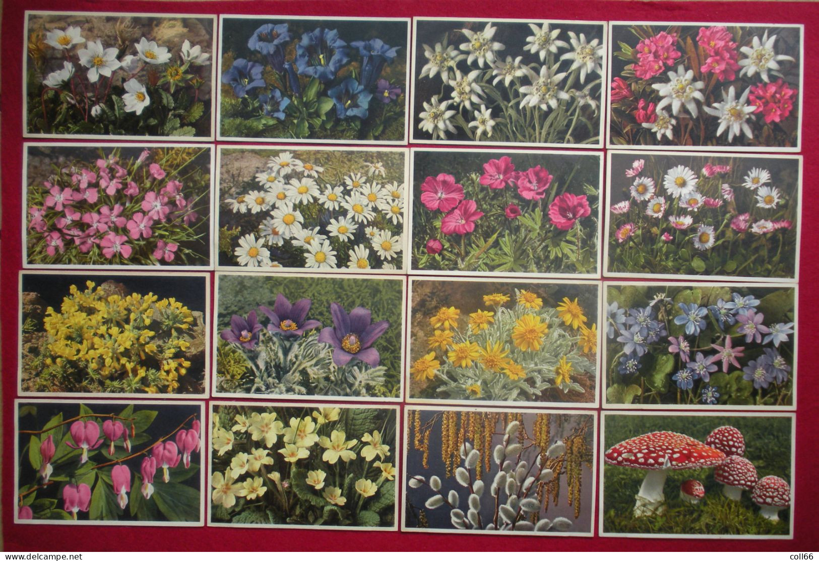 Lot 120 Cartes Postales Fleurs Et + 8 Fruits Switzerland éditeur Phot E. Gyger Abelboden Franco Port France Métro TBe - Collections & Lots