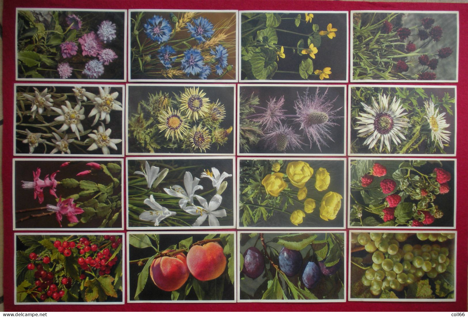 Lot 120 cartes postales Fleurs et + 8 fruits Switzerland éditeur Phot E. Gyger Abelboden Franco Port France métro TBe